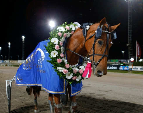 Conrads Rödluva Foto av Maria Holmén/TR Bild